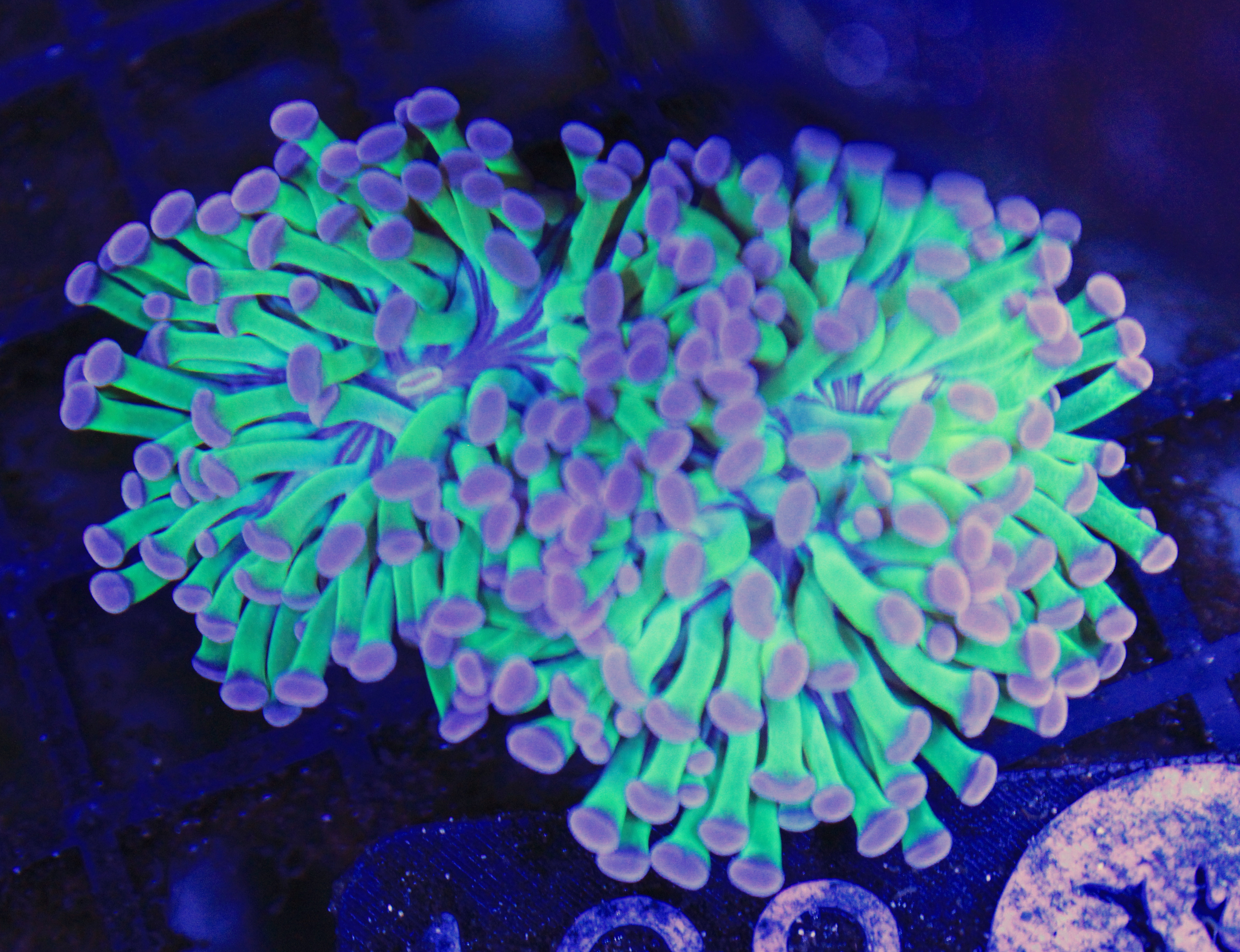 168 euphyllia 3 koppen