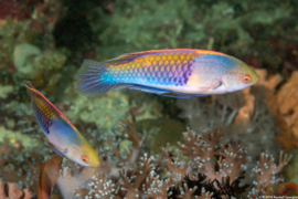 Cirrhilabrus ryukyuensis