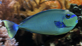 Naso Vlamingii (M)