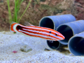 Bodianus Sepiacaudus