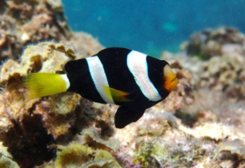Amphiprion mili