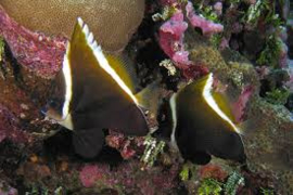Heniochus Varius