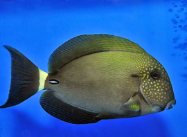 Acanthurus maculiceps S-size