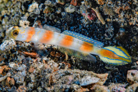 Amblyeleotris Yanoi
