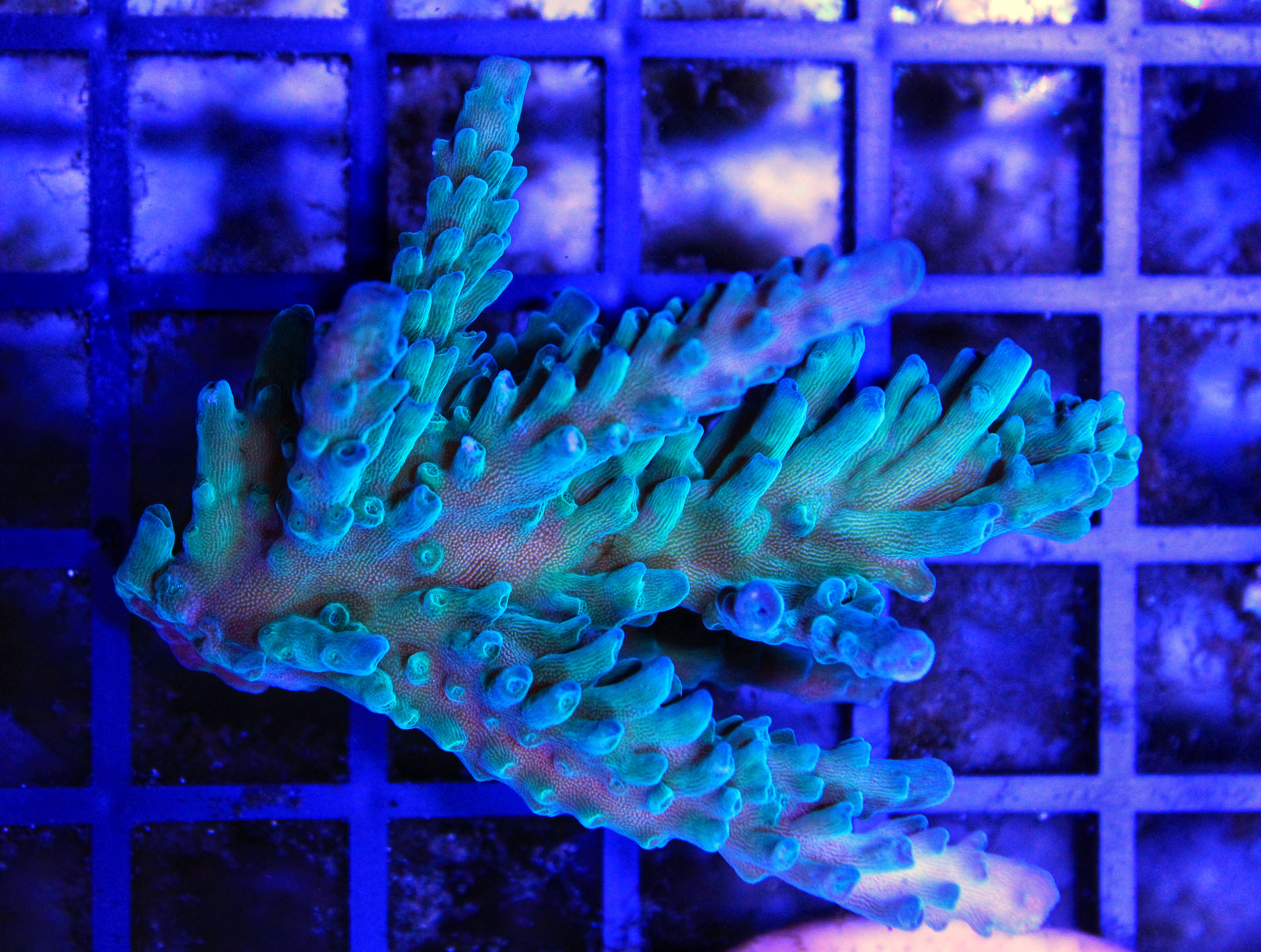 054 Acropora