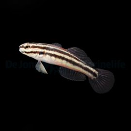 Amblygobius linki
