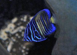 Pomacanthus Asfur ( JUV )