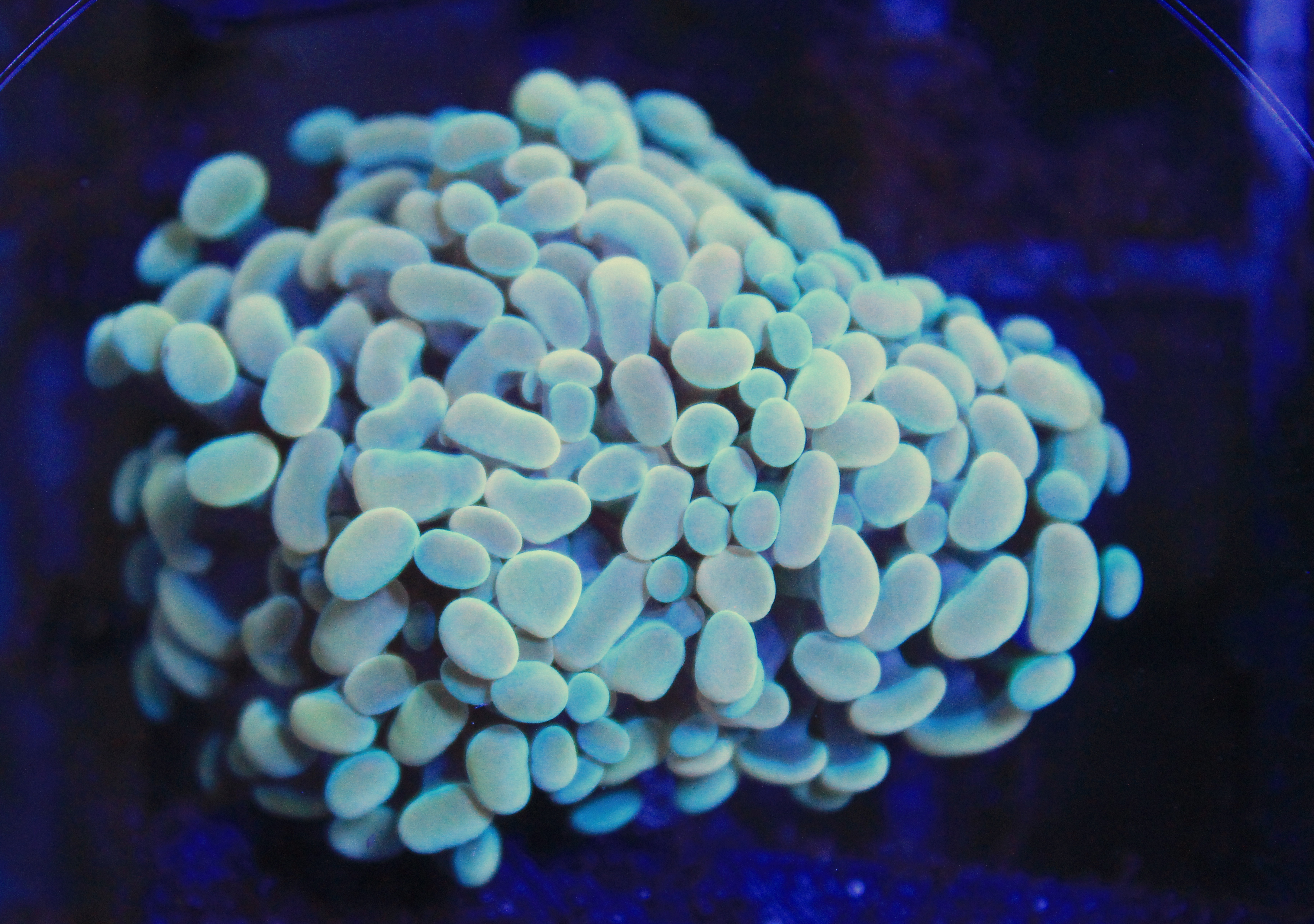 200 euphyllia paraancora gold 2 koppen