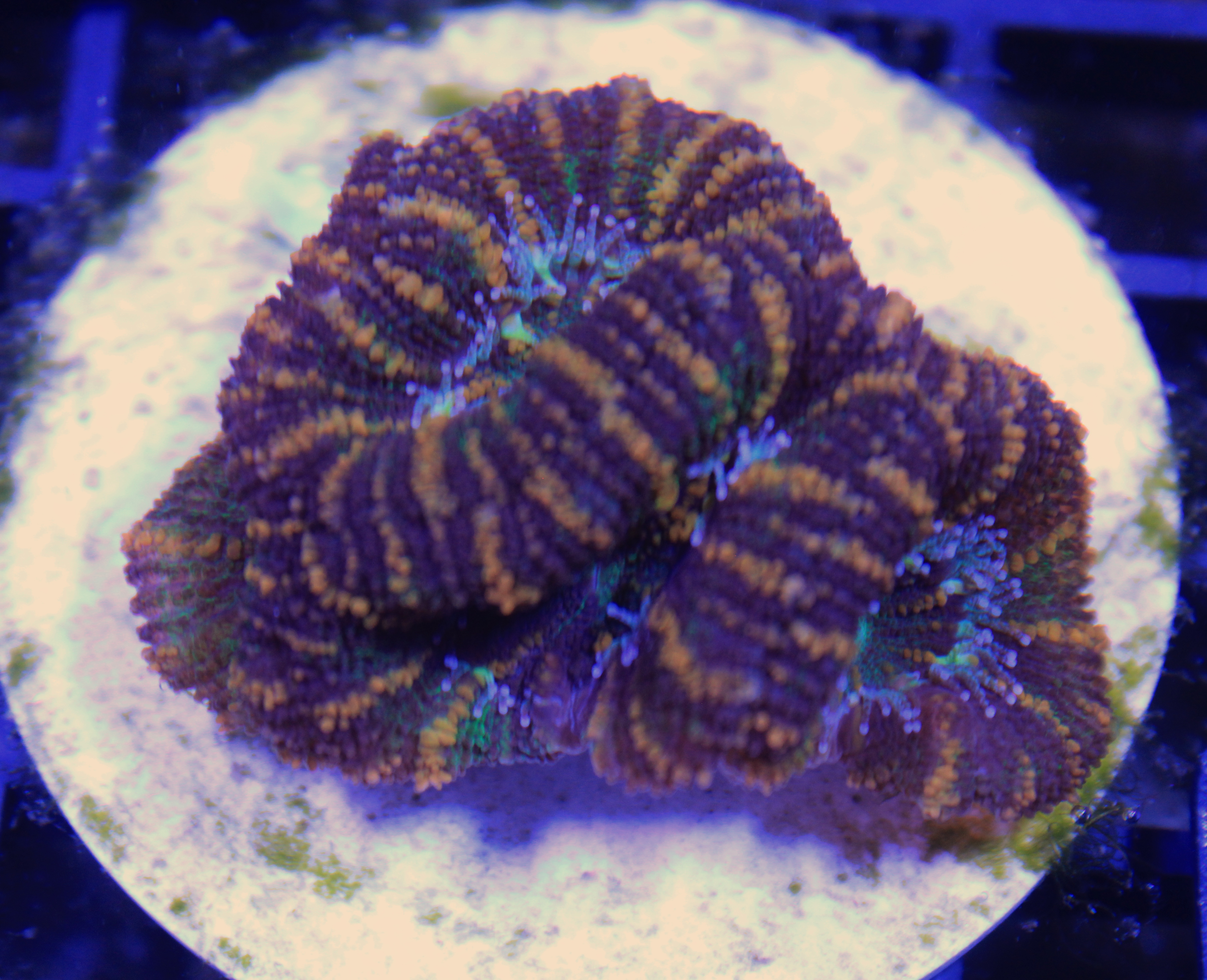 108 acanthastrea rainbow