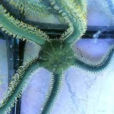 Ophiarachna Ingrassata'