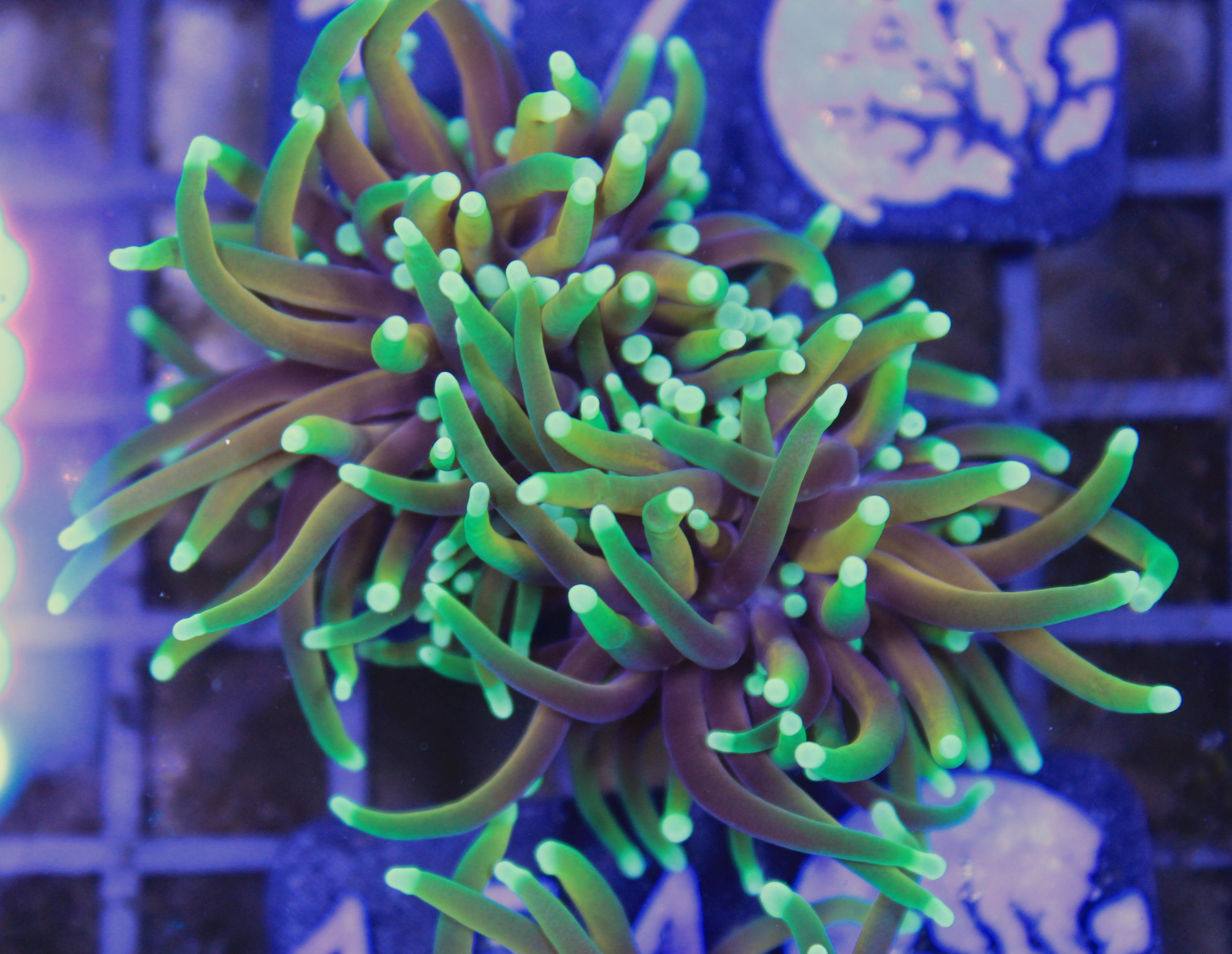 154 euphyllia sun of god 2 koppen