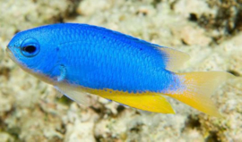 Pomacentrus Coelestis