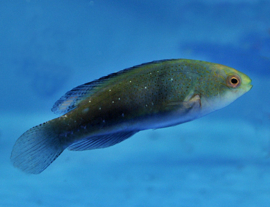 Cirrhilabrus Melanomarginatus