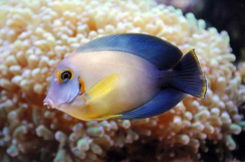 Acanthurus Pyroferus