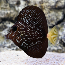 Zebrasoma Gemmatum