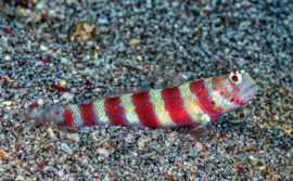 Amblyeleotris Wheeleri