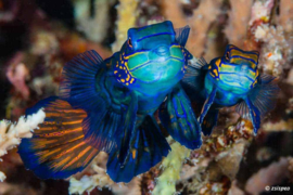 Pterosynchiropus Splendidus