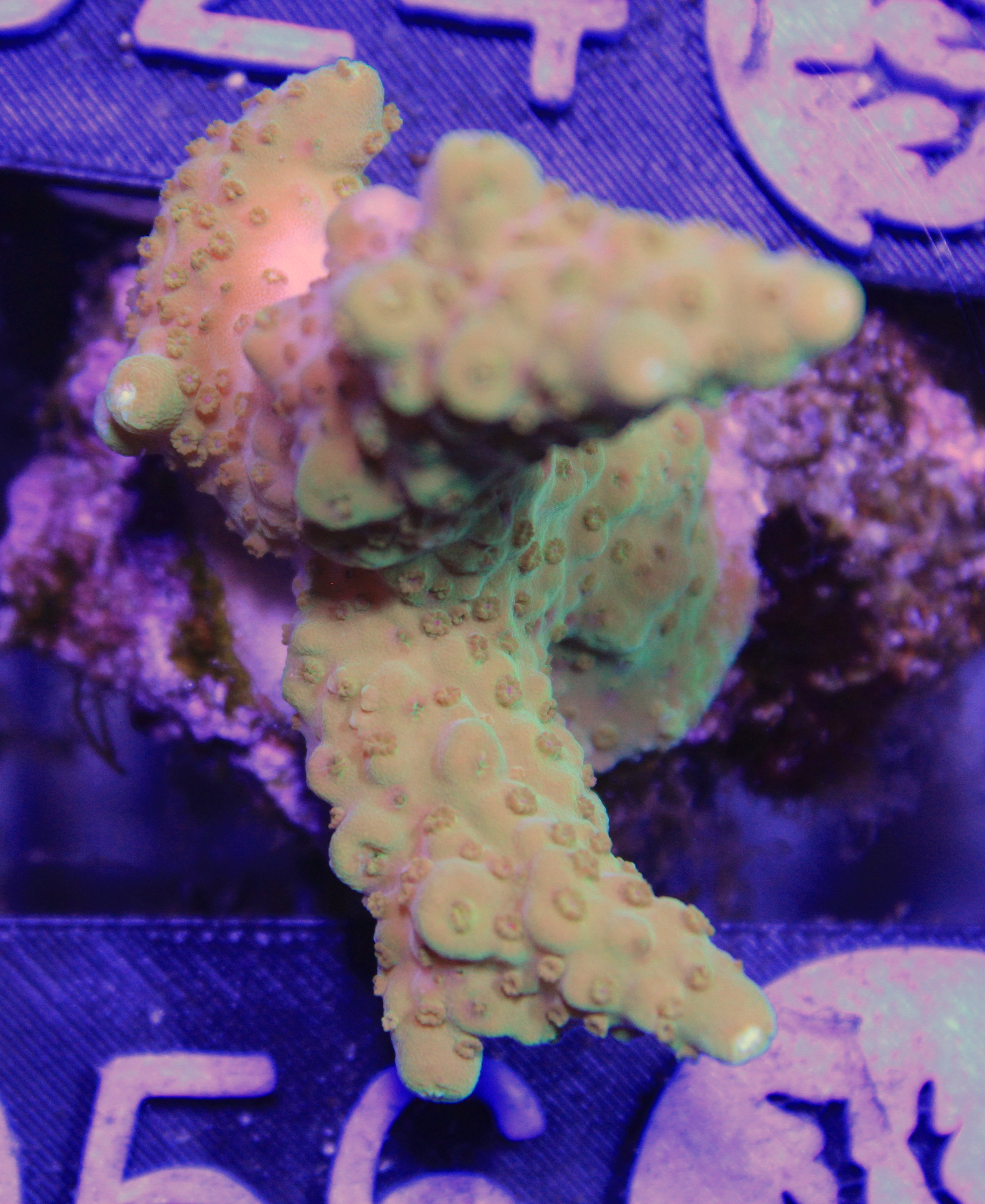 056 acropora groen