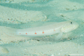 Valenciennea Longipinnis