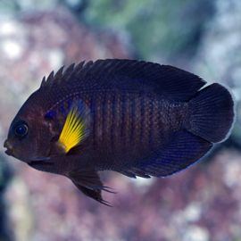 Centropyge Flavipectoralis