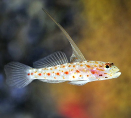 Ctenogobiops Tangaroai