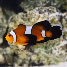 Amphiprion ocellaris (Longfin)