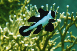 Macolor Niger (Juv)