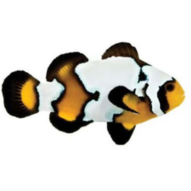 Amphiprion Ocellaris Black Ice