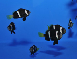 Amphiprion Sebae