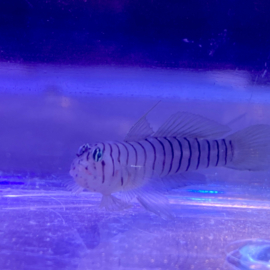 Elacatinus Macrodon