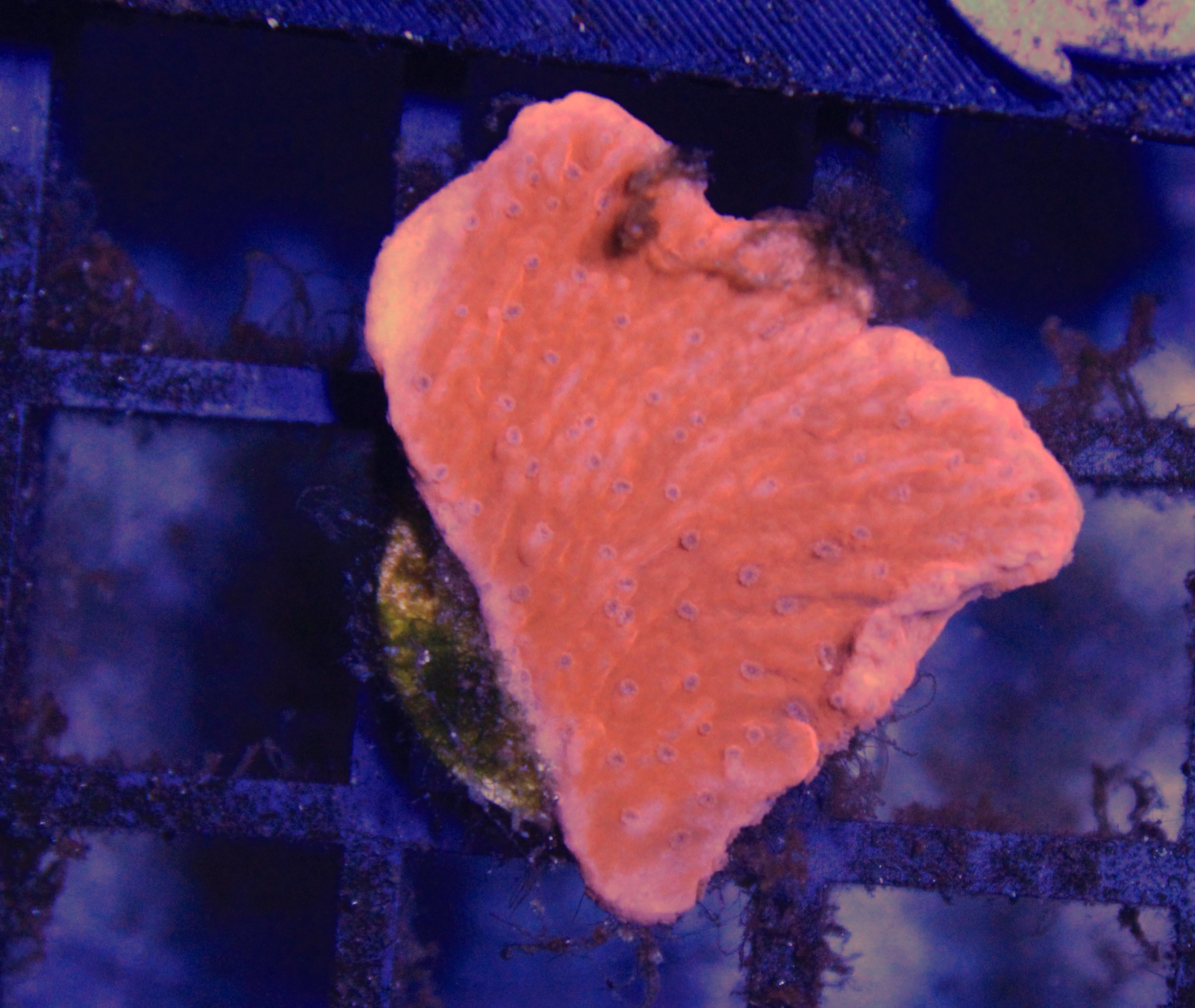 042 montipora rood ( sennas koralen kweek )