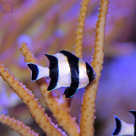 Dascyllus Melanurus
