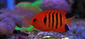 Centropyge Loricula