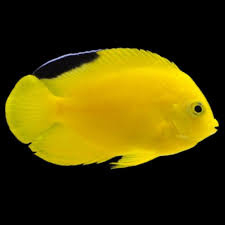 Centropyge woodheadi