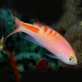 Mirolabrichthys Lori