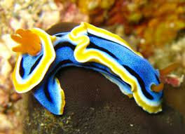 Chromodoris Annae