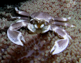 Neopetrolisthes Ohshimai