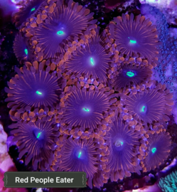 red people eater