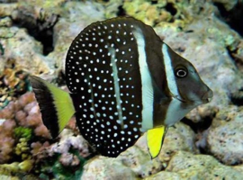 Acanthurus Guttatus