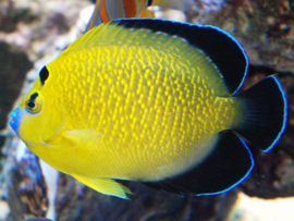 Apolemichthys Xanthopunctatus (L)