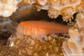 Gobiodon Quinquestrigatus