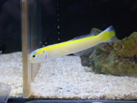 Hoplolatilus Luteus