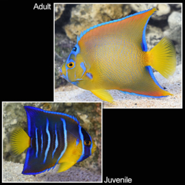 Holacanthus Ciliaris (L)