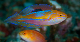 Cirrhilabrus Isosceles (Male)