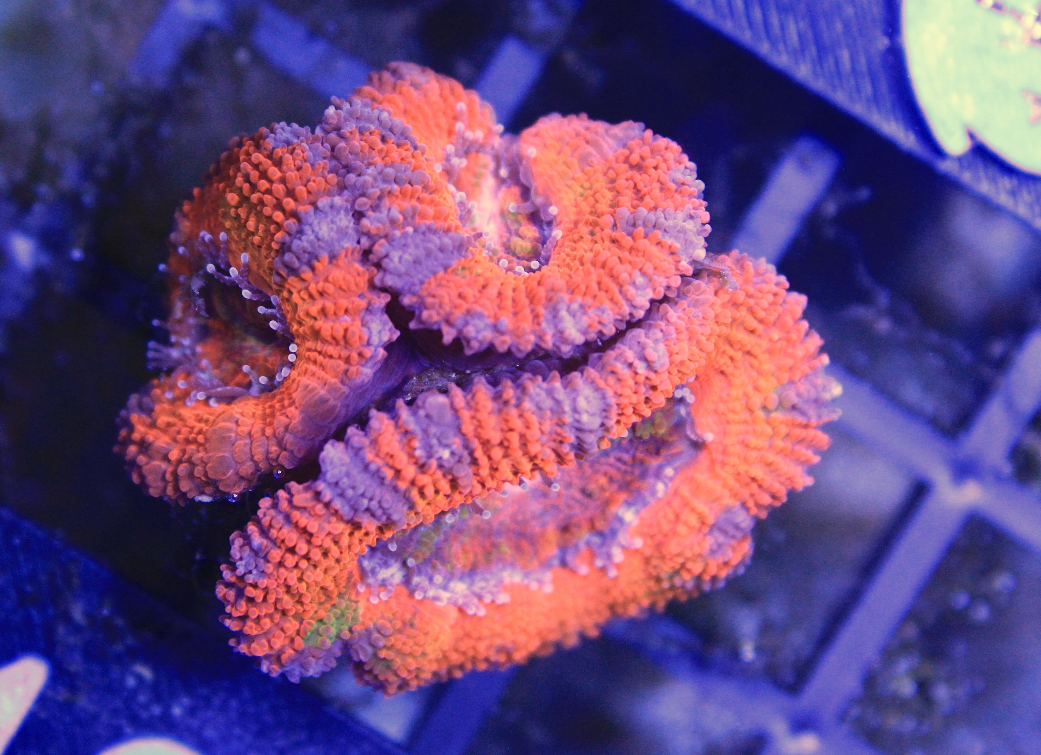 143 Acanthastrea lordhowensis RED
