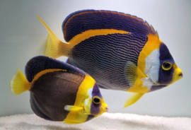 Chaetodontoplus Duboulayi Female