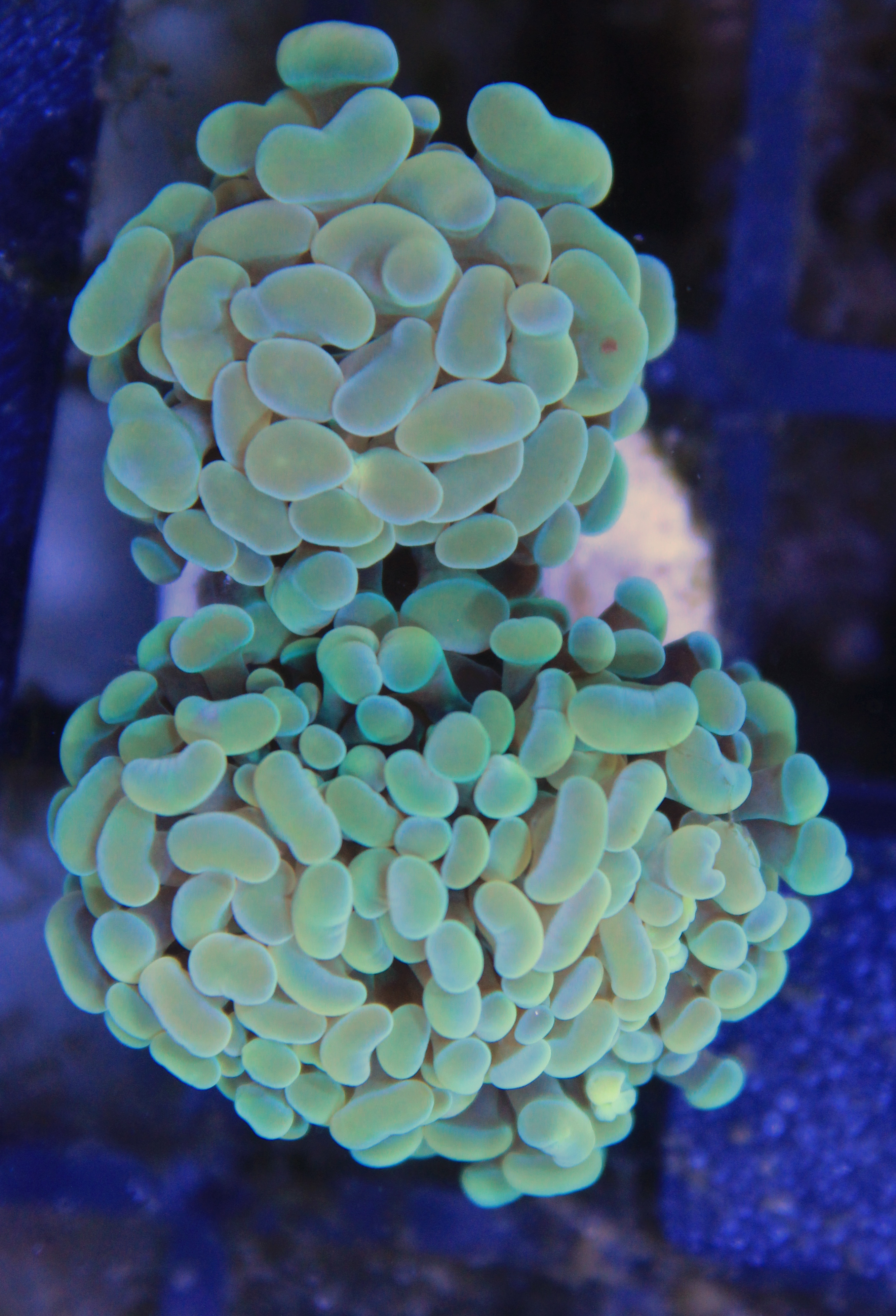 183 euphyllia paraancora gold 2/3 koppen