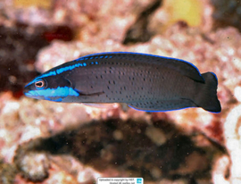 Pseudochromis Springeri