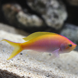 Pseudanthias Bartlettorum
