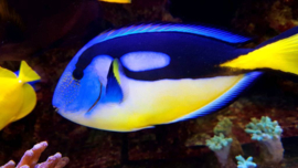 Paracanthurus Hepatus (M) Yellow Belly